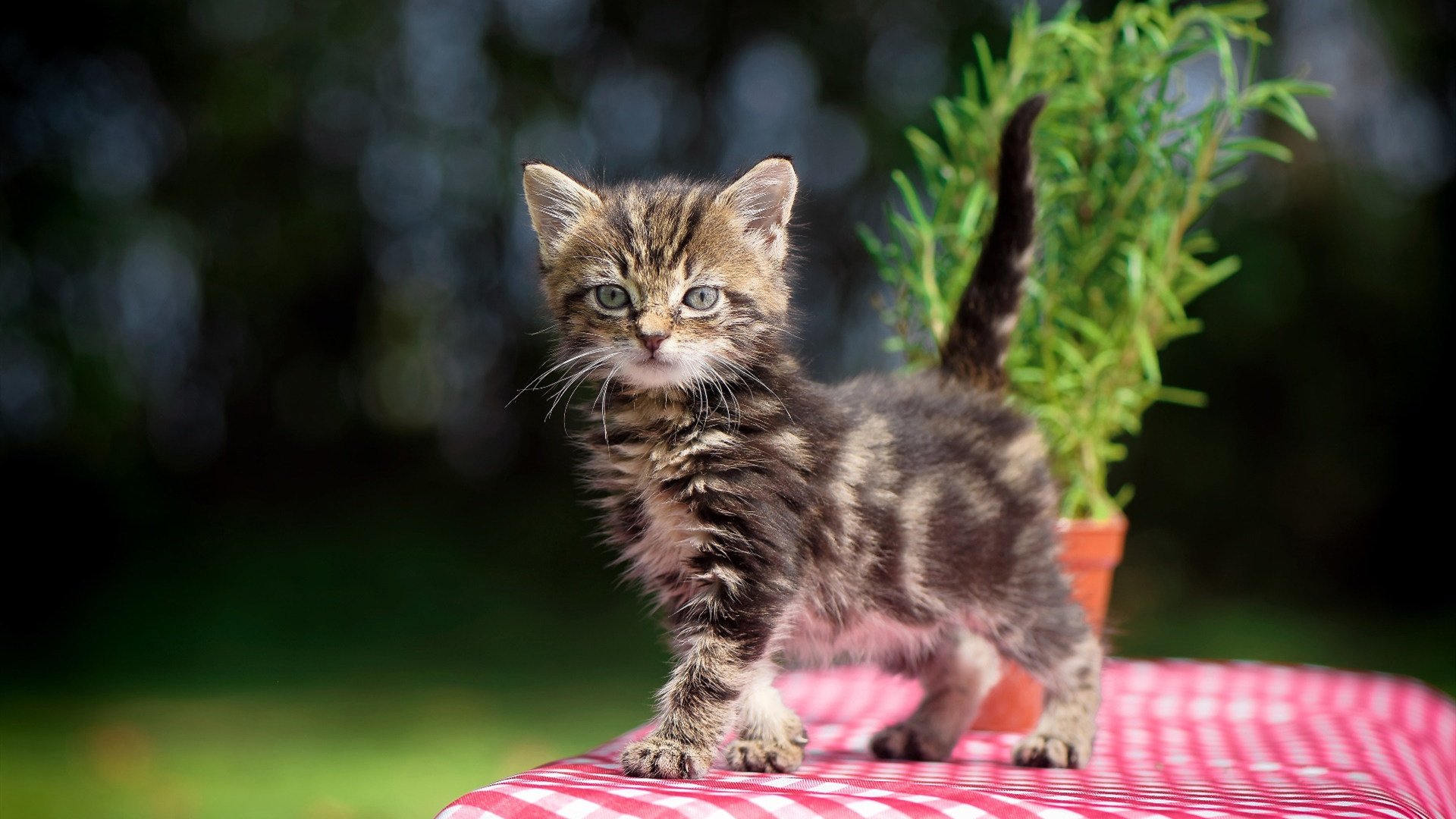 全民娱乐：家庭版台球比赛受热捧，家庭台球室效果图