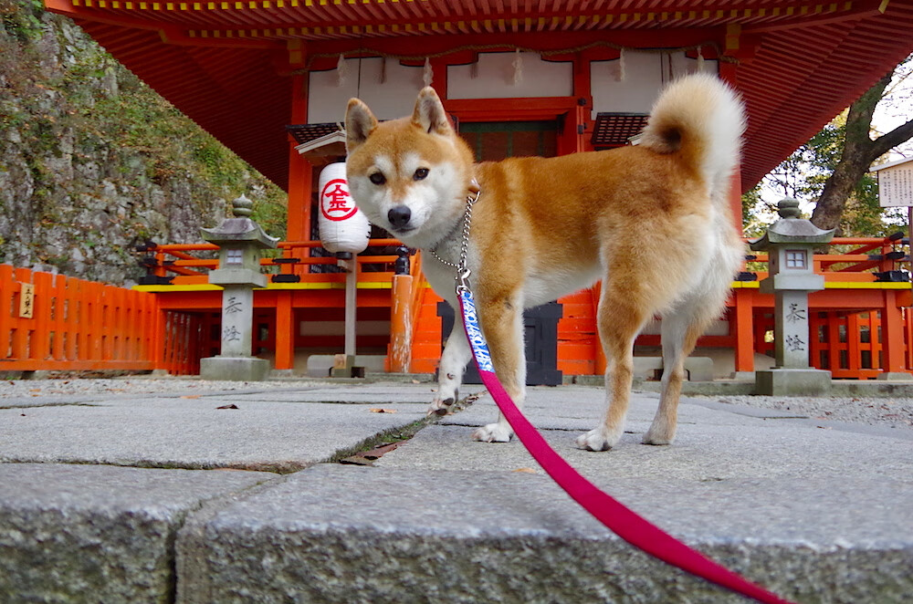 城市夜跑拍摄体验,留下运动与光影的结合之美,城市夜跑说说